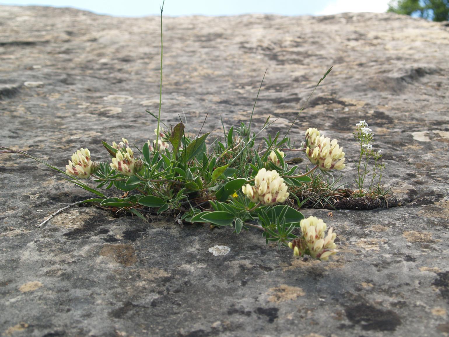 Kidney Vetch